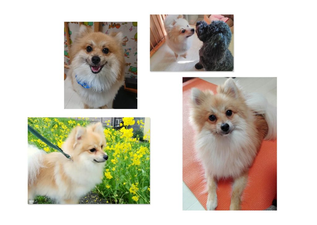 わたしの「好き」なもの② 実家の愛犬